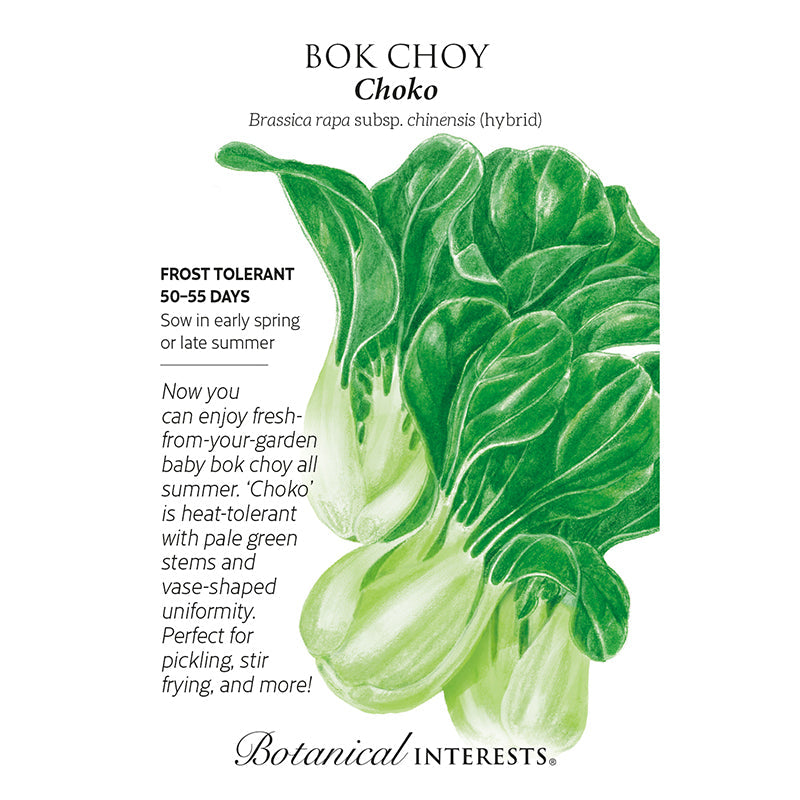 Bok Choy Choko hybrid