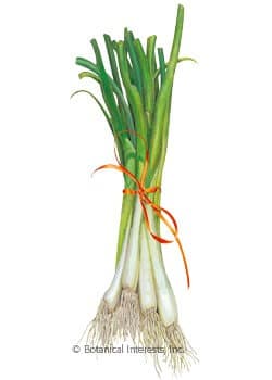 Bountiful Harvest Seed Collection - UPDATED