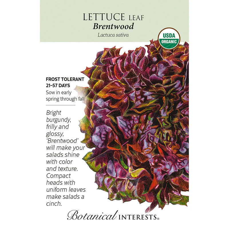 Lettuce Eazyleaf Brentwood ORG