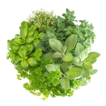 Culinary Herb Garden Seed Collection