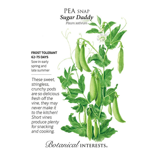Pea Snap Sugar Daddy