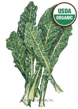 Bountiful Harvest Seed Collection - UPDATED