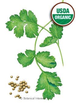 Culinary Herb Garden Seed Collection