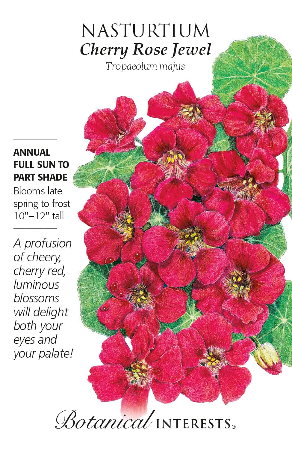 Kids Seed Collection