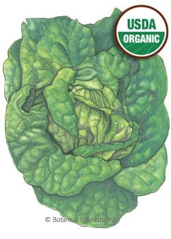 Bountiful Harvest Seed Collection - UPDATED