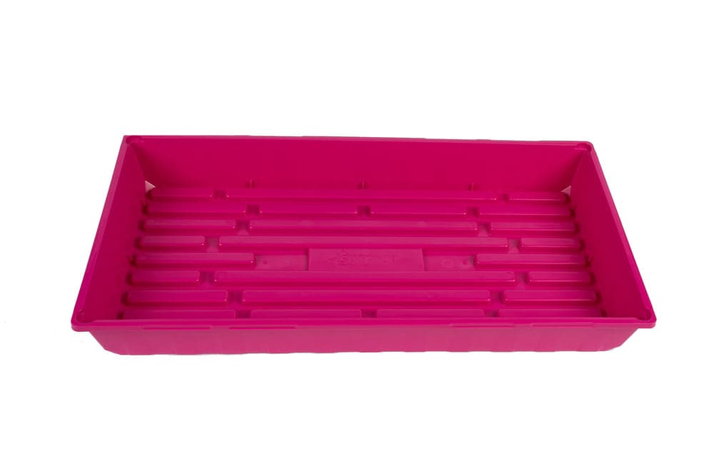 Tomato Bush Roma Italian Org