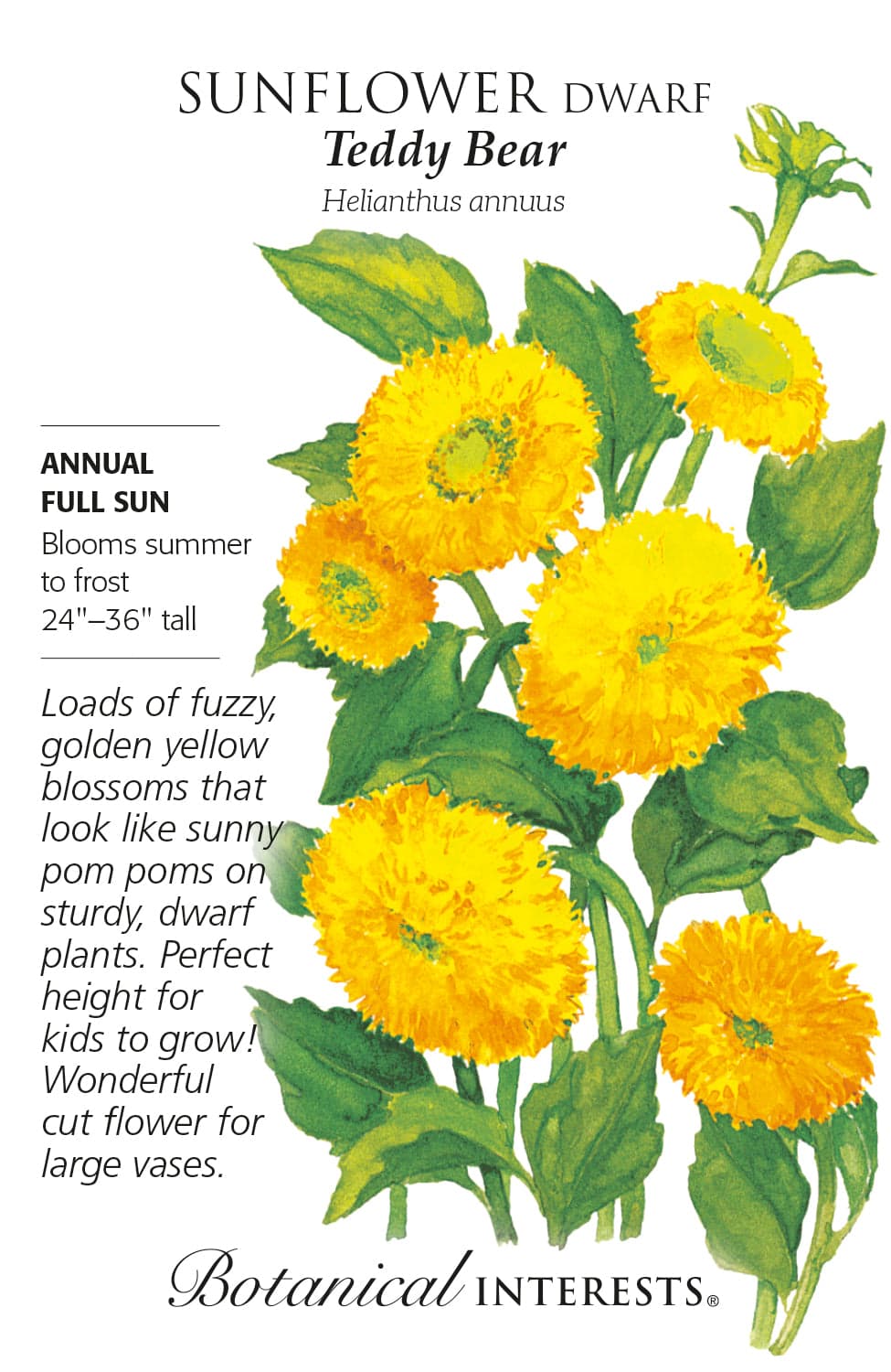 Kids Seed Collection