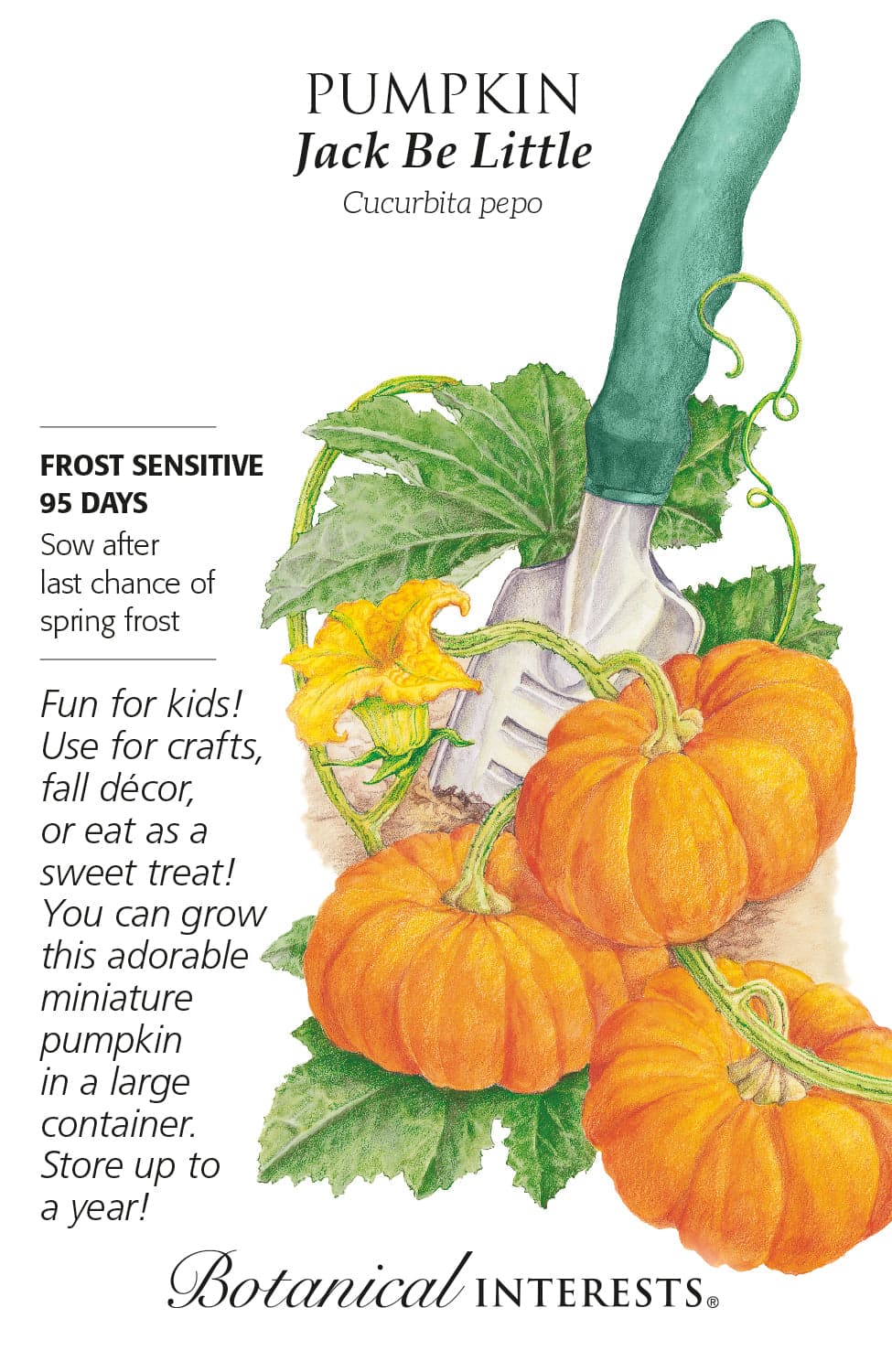 Kids Seed Collection