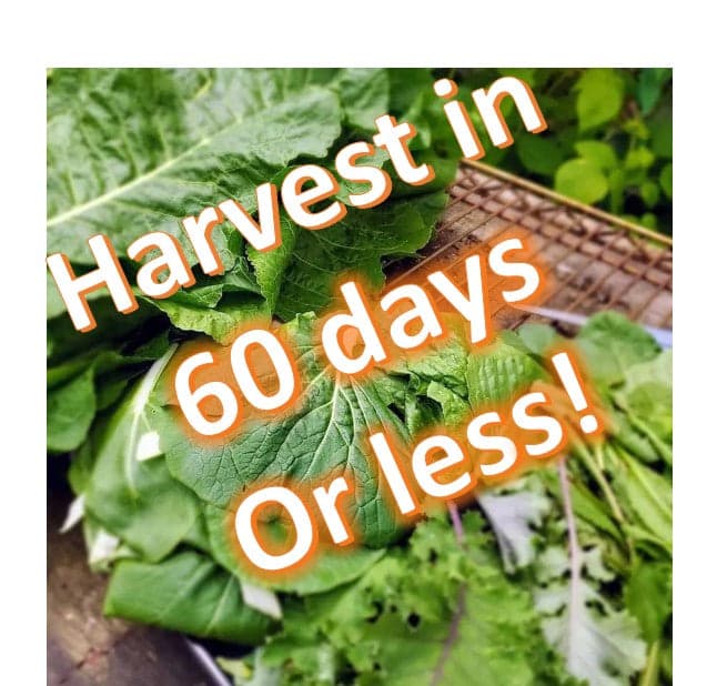 60 day Seed Collection