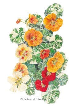 Bountiful Harvest Seed Collection - UPDATED